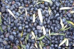 NİZİP YAĞLIK ZEYTİN FİDANI - 2