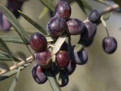 NİZİP YAĞLIK ZEYTİN FİDANI - 