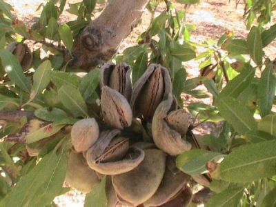 NONPAREİL BADEM FİDANI - 