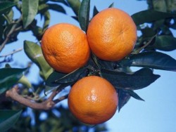 NOVA MANDALİNA FİDANI - 2