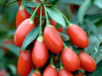 NQ7 GOJİBERRY FİDANI - 