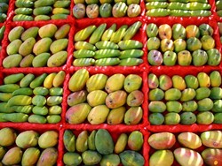 NUAVMİ MANGO FİDANI - 1