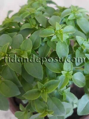 OCİMUM BASİLİCUM (Fesleğen) BİTKİSİ - 