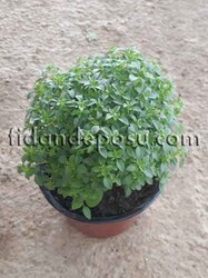 OCİMUM BASİLİCUM (Fesleğen) BİTKİSİ - 2