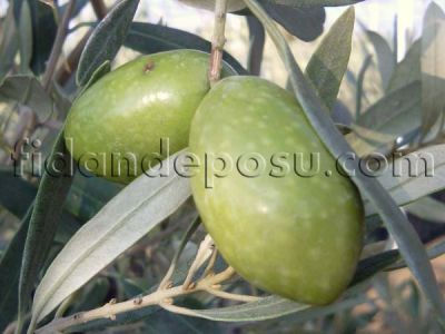 ÖDEMİŞ EŞEK ZEYTİN FİDANI - 