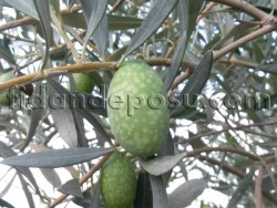 ÖDEMİŞ EŞEK ZEYTİN FİDANI - 2