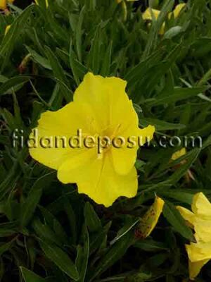 OENOTHERA BİENNİS (Eşek otu)BİTKİSİ - 