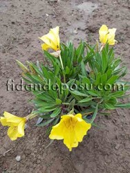 OENOTHERA BİENNİS (Eşek otu)BİTKİSİ - 2