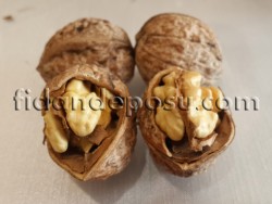 OĞUZLAR 77 CEVİZ FİDANI - 1