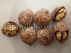 OĞUZLAR 77 CEVİZ FİDANI - 2