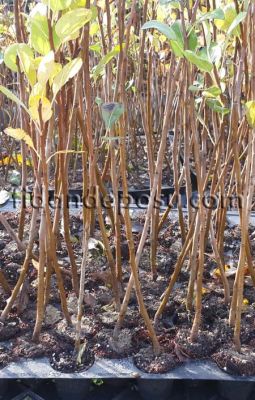 OHF87 Yarıbodur Armut Anacı - 