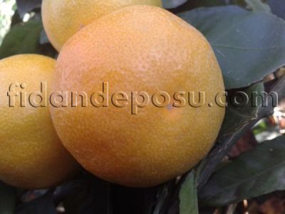 OKİTSU WASE MANDALİNA FİDANI - 