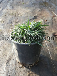 OPHIOPOGON JAPONICUS (Osmanlı çimi) - 