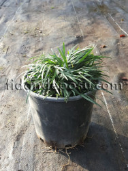  - OPHIOPOGON JAPONICUS (Osmanlı çimi)