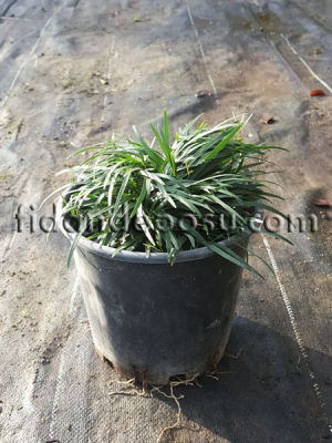 OPHIOPOGON JAPONICUS (Osmanlı çimi) - 
