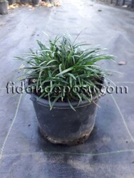 OPHIOPOGON JAPONICUS (Osmanlı çimi) - 3