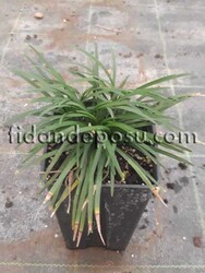 OPHIOPOGON JAPONICUS (Osmanlı çimi) - 2