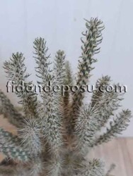 OPUNTİA SPİNOSİOR BİTKİSİ - 1