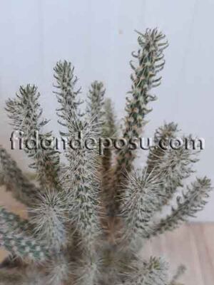 OPUNTİA SPİNOSİOR BİTKİSİ - 