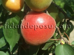 ORANGE RUBY KAYISI FİDANI - 