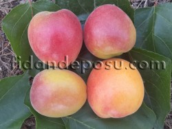 ORANGE RUBY KAYISI FİDANI - 2