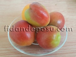 ORANGE RUBY KAYISI FİDANI - 3