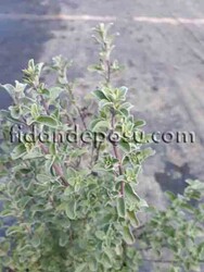ORIGANUM MAJORANA (Mercanköşk )BİTKİSİ - 1