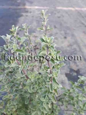 ORIGANUM MAJORANA (Mercanköşk )BİTKİSİ - 