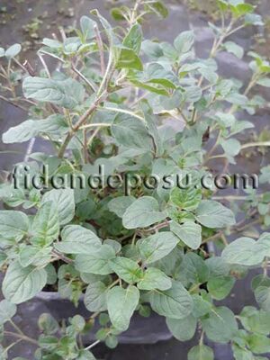 ORIGANUM ORITES (İzmir bilyalı dağ kekiği) BİTKİSİ - 