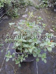 ORIGANUM ORITES (İzmir bilyalı dağ kekiği) BİTKİSİ - 2