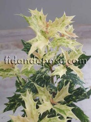 OSMANTHUS HETEROPHYLLUS TRICOLOR (Alacalı kokulu osmantus) BİTKİSİ - 