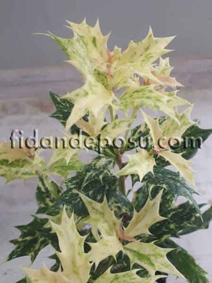 OSMANTHUS HETEROPHYLLUS TRICOLOR (Alacalı kokulu osmantus) BİTKİSİ - 