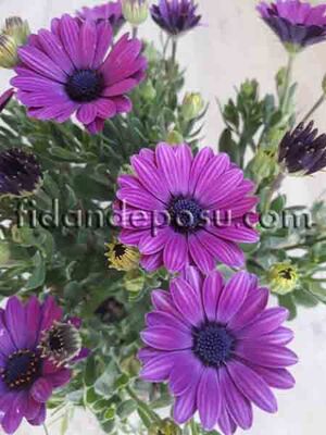 OSTEOSPERMUM ECKLONIS (Bodrum papatyası)BİTKİSİ - 