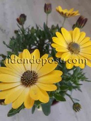 OSTEOSPERMUM ECKLONIS (Bodrum papatyası)BİTKİSİ - Thumbnail