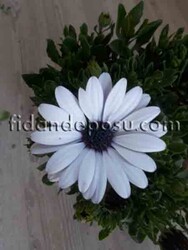 OSTEOSPERMUM ECKLONIS (Bodrum papatyası)BİTKİSİ - Thumbnail