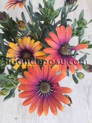 OSTEOSPERMUM ECKLONIS (Bodrum papatyası)BİTKİSİ - Thumbnail