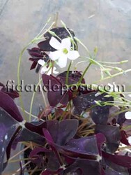 OXALIS TRIANGULARIS (Uyku çiçeği,Mor süs yoncası)BİTKİSİ - Thumbnail