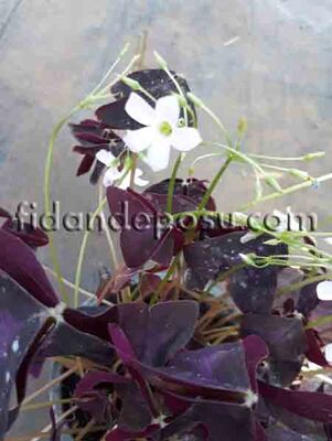 OXALIS TRIANGULARIS (Uyku çiçeği,Mor süs yoncası)BİTKİSİ - 