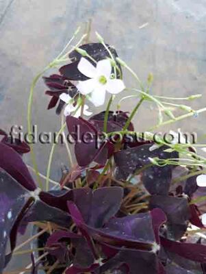  - OXALIS TRIANGULARIS (Uyku çiçeği,Mor süs yoncası)BİTKİSİ