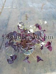 OXALIS TRIANGULARIS (Uyku çiçeği,Mor süs yoncası)BİTKİSİ - Thumbnail