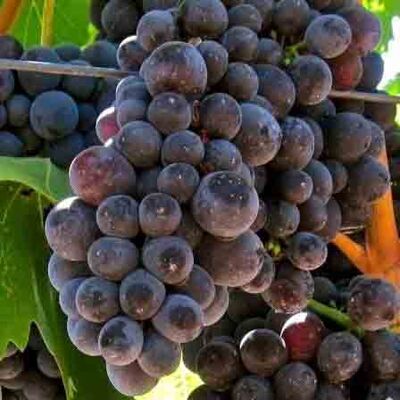 ÖZBEK KARASI ASMA FİDANI - 