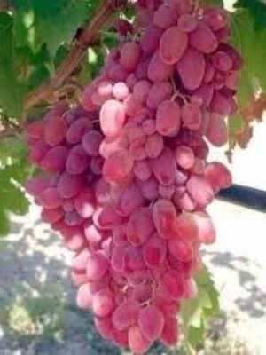 ÖZBEK PEMBESİ ASMA FİDANI - 