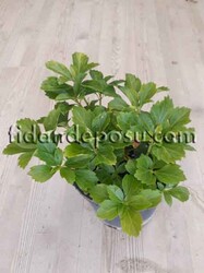  - PACHYSANDRA TERMİNALİS (Japon süpürgesi ) BİTKİSİ