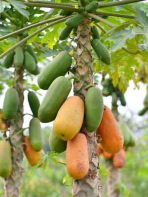  - PAPAYA (Kavun ağacı) FİDANI