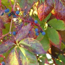 PARTHENOCISSUS QUINQUEFOLIA (Amerikan sarmaşığı) BİTKİSİ - Thumbnail