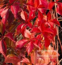 PARTHENOCISSUS QUINQUEFOLIA (Amerikan sarmaşığı) BİTKİSİ - 2