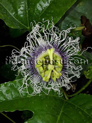 PASSIFLORA (Çarkıfelek,Tutku çiçeği,Maruçya) BİTKİSİ - Thumbnail