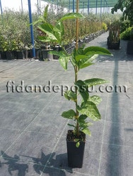 PASSIFLORA EDULIS (Çarkıfelek,Tutku çiçeği,Maruçya) BİTKİSİ - 3