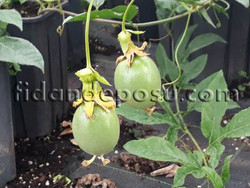 PASSIFLORA EDULIS (Çarkıfelek,Tutku çiçeği,Maruçya) BİTKİSİ - Thumbnail