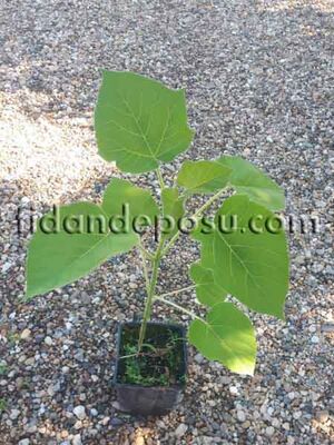 PAULOWNİA TOMENTOSA(Pavlonya) FİDANI - 